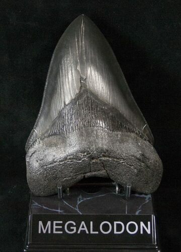 Beautiful, Black Megalodon Tooth - Serrated #17220
